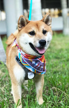 將圖片載入圖庫檢視器 Arrow Fresh 凍圍巾