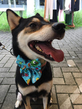 Load image into Gallery viewer, SHIBA INU BLUE BOWTIE